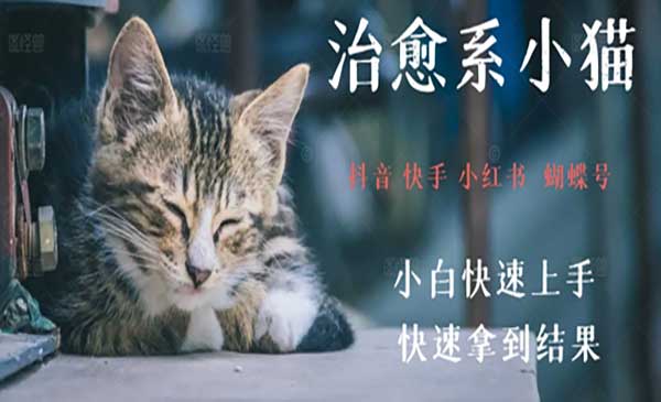 （三网2805期）爆火小猫治愈视频拆解